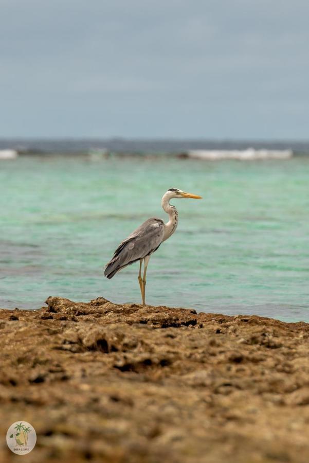 Shifa Lodge Maldives Feridhoo Buitenkant foto